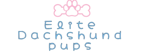 elitedachshundpups.com